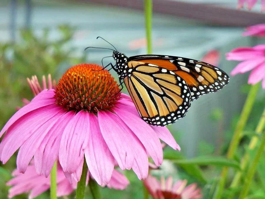 Purple Coneflower Seeds 1 oz Echinacea purpurea Perennial Wildflower for Pollinators & Medicinal Gardens