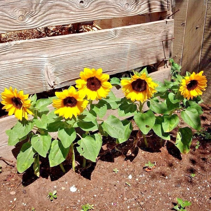 Dwarf Sunflower Seeds - Sunspot Variety - Annual Flowering Plant for Containers - Helianthus annuus