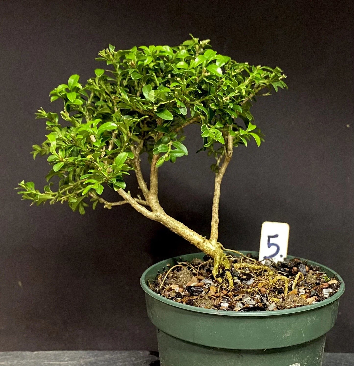 Pre-Bonsai Tree Kingsville Boxwood, Buxus microphylla var. japonica, Dense Foliage, Elegant Bonsai for Collection and Shaping