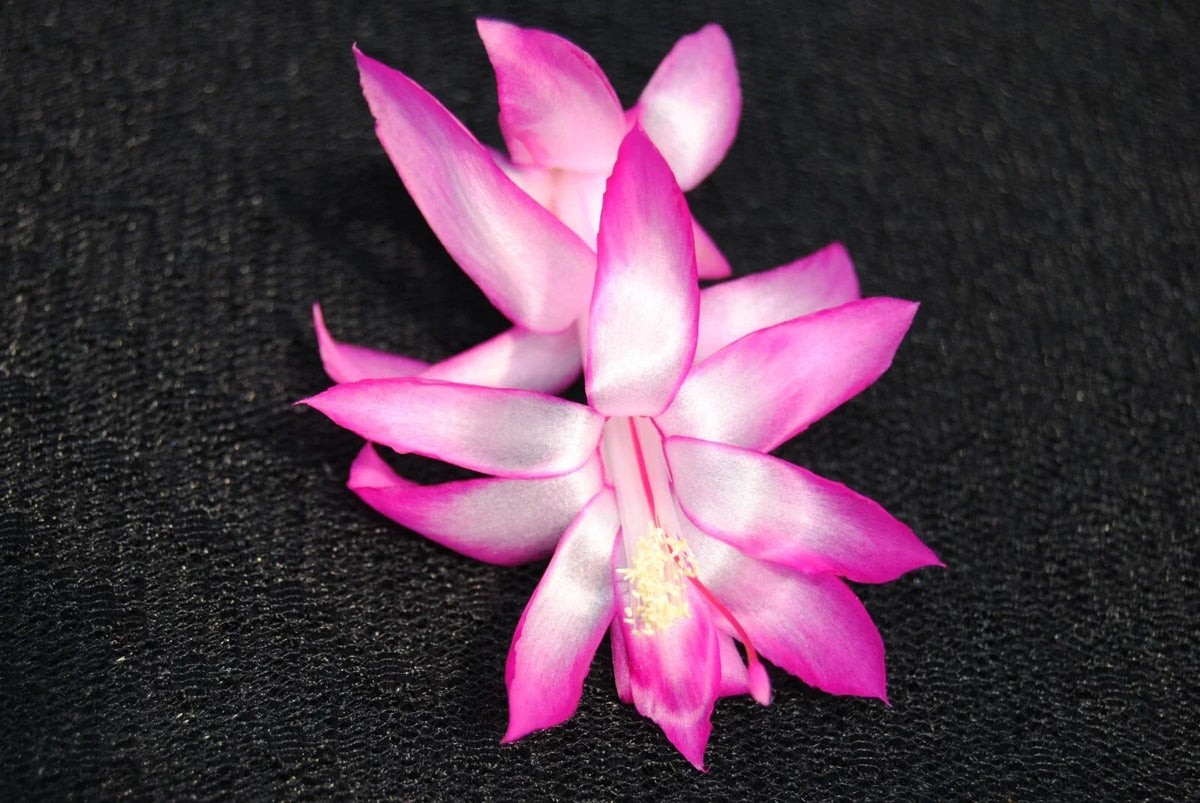 Christmas Cactus Starter Plant - Electra - Schlumbergera Truncata - Healthy Well-Rooted Small Plant for Home Decor