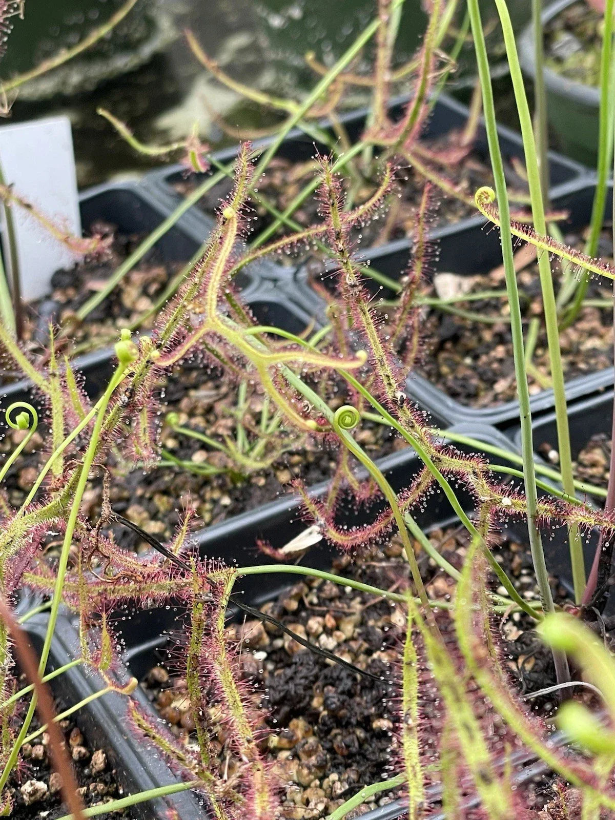 Drosera Binata - Staghorn Live Bare Root Carnivorous Plant - Unique Insect-Eating Species