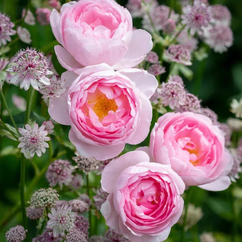 David Austin Scepter'd Isle Rose Cuttings – 5-8 Inch Unrooted Live Propagation Stems, Soft Pink Fragrant Blooms, Garden & Container Planting