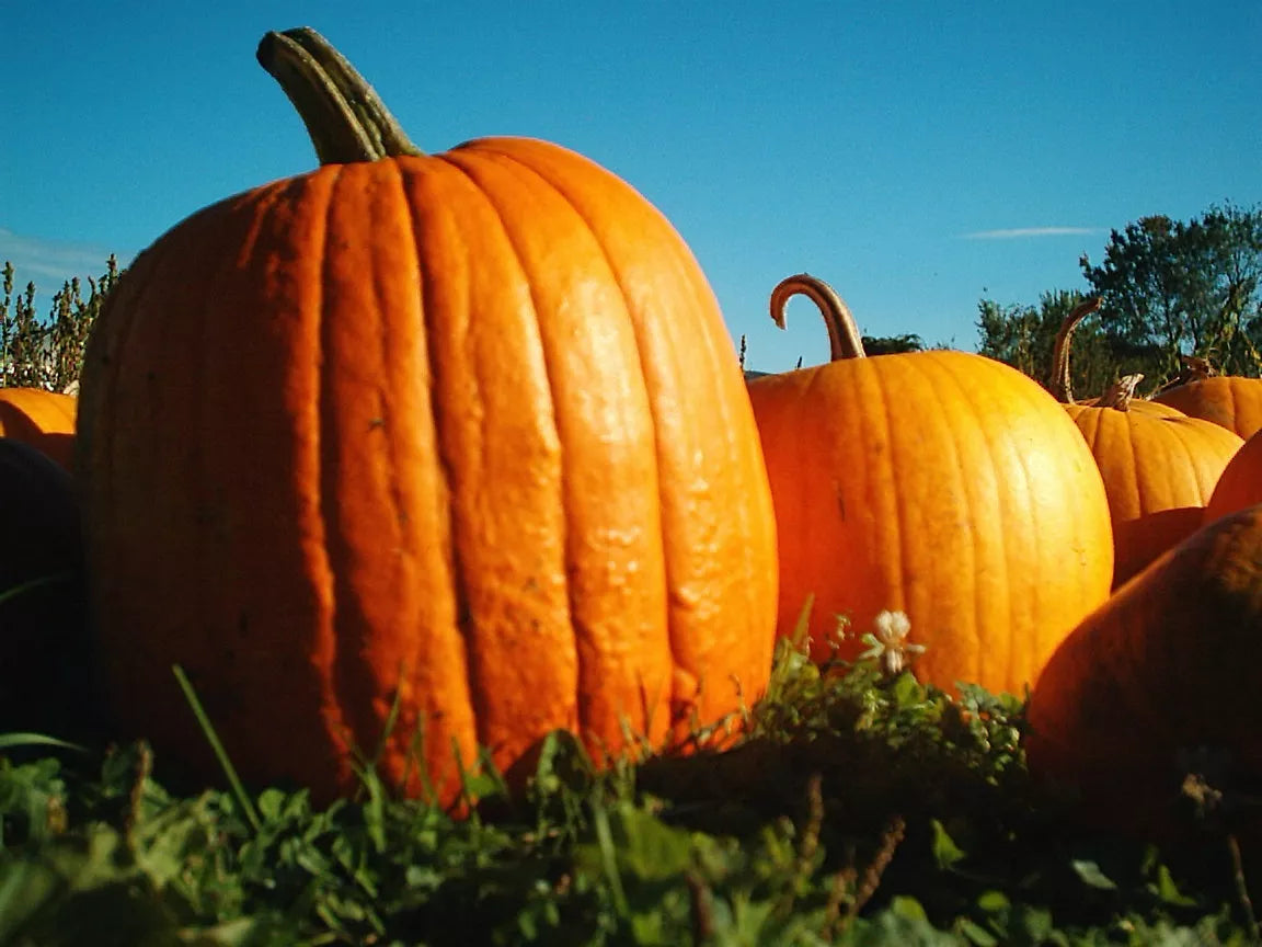 Big Max Pumpkin Seeds Pack of 7 | Large Fruit Cucurbita maxima for Giant Pumpkins, Halloween, Contests