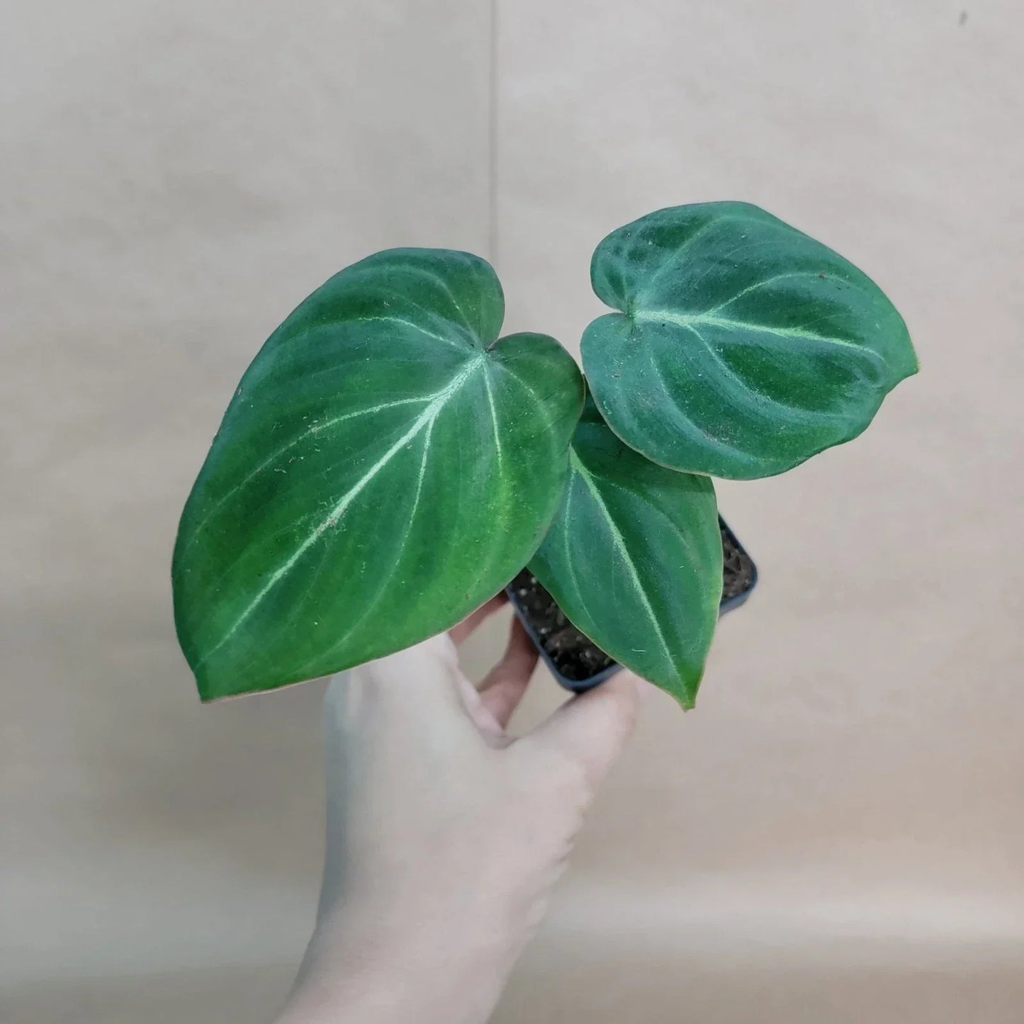Philodendron Gloriosum Plant - 4-inch Velvet Aroid - Healthy Rooted Live Houseplant - Rare Indoor Plant - Scandens