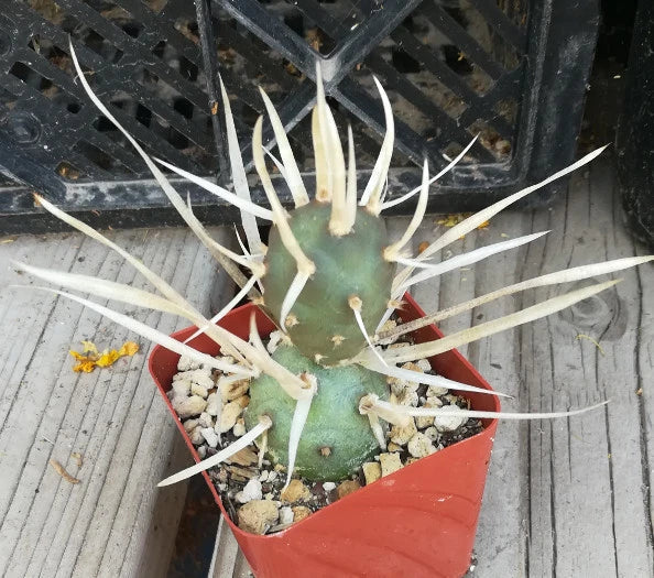 Tephrocactus articulatus v. papyracanthus Paper Spine Cactus Nuggets – Unique Succulent for Home Decor, Lot of 4