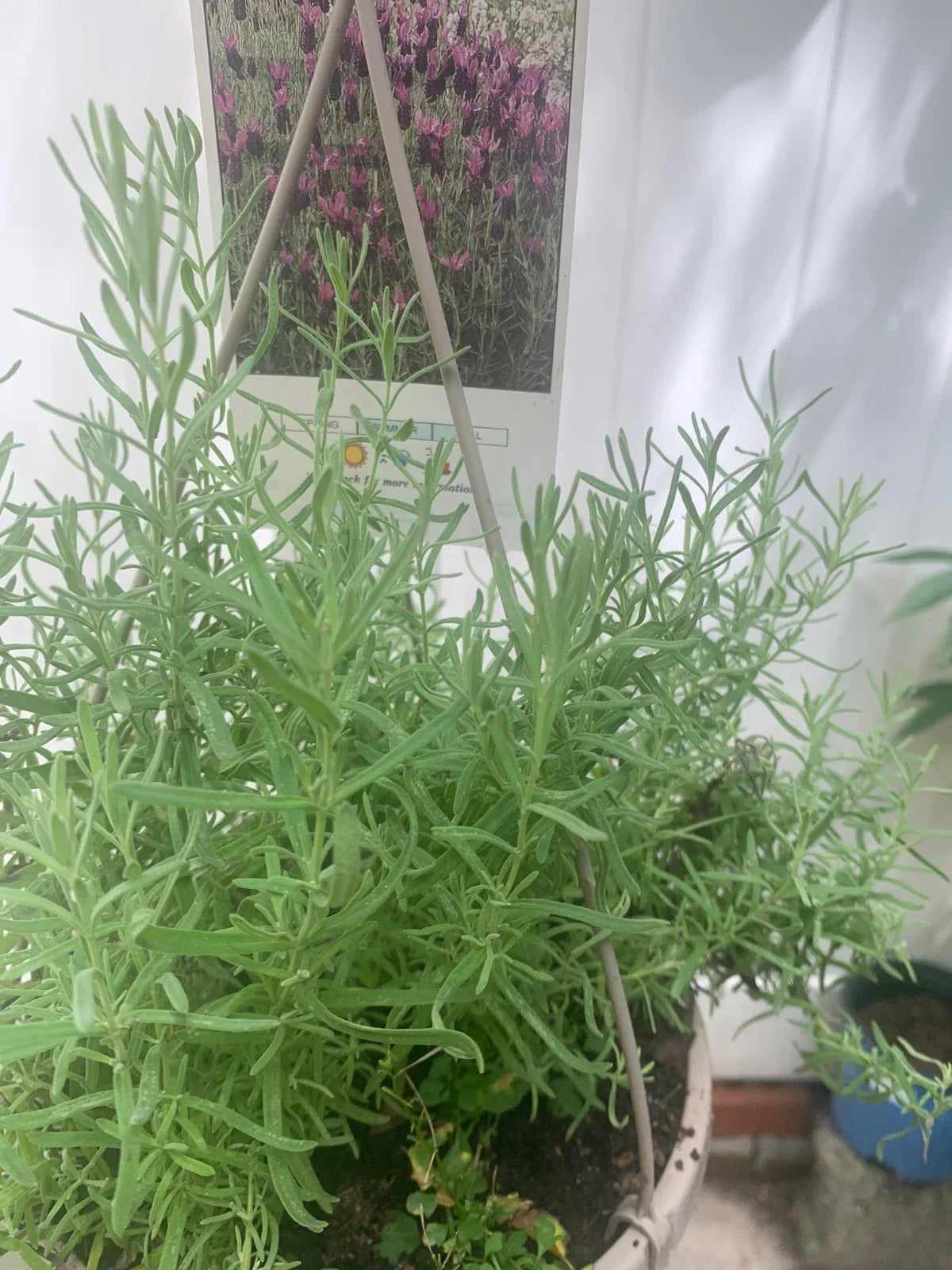 Rooted Purple Lavender Plant - Lavandula angustifolia - Fragrant, Vibrant Blooms, Drought-Tolerant, Indoor & Garden Use