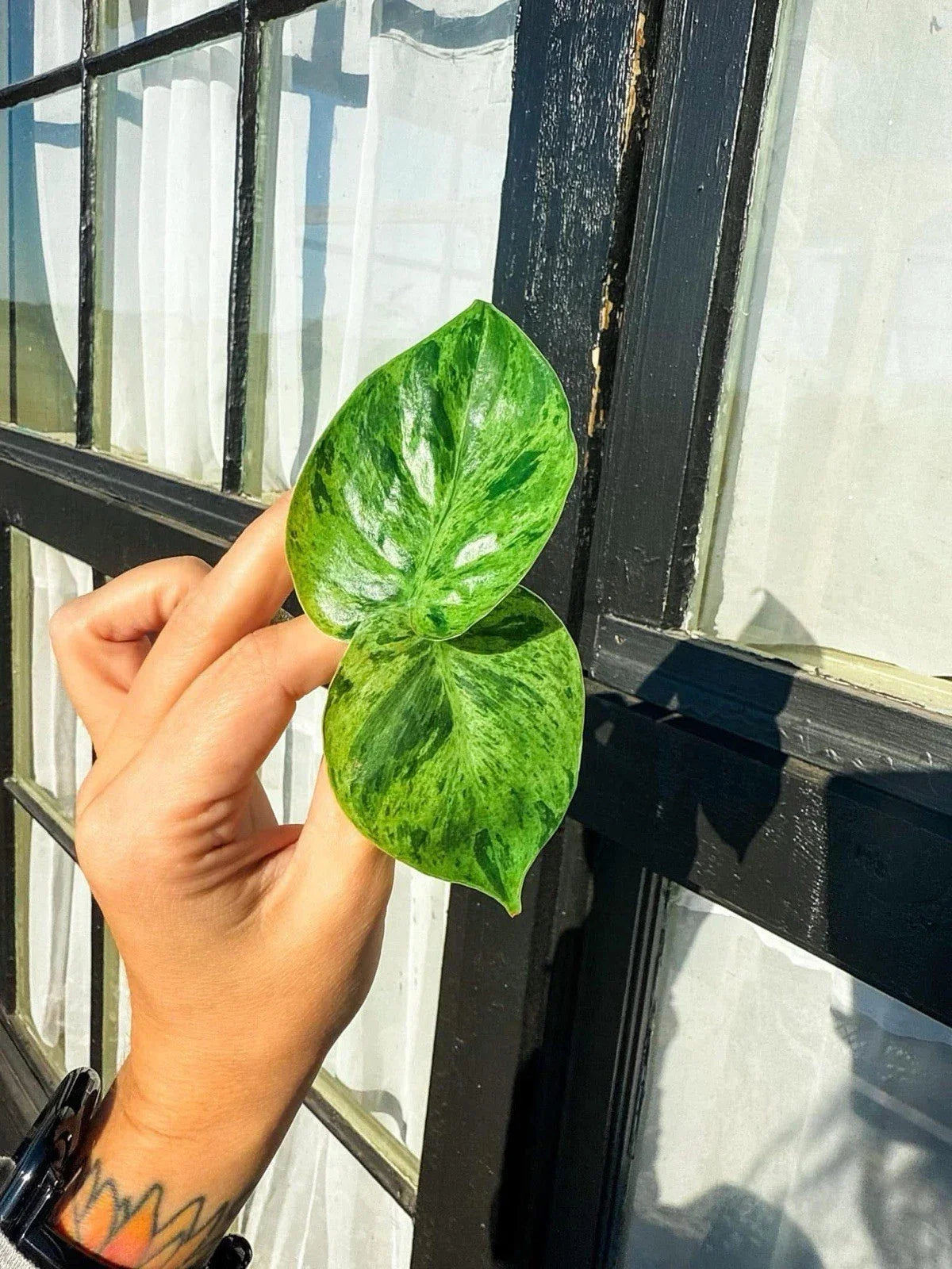 Philodendron Variegated Heartleaf Cuttings – 2 Rooted, Heart-Shaped Leaves, Indoor Plant, Philodendron hederaceum var. aureum