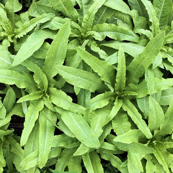 Sword Choy Seeds | AA Choy Taiwanese Narrow Leaf Lettuce | Brassica rapa var. longifolia | Non-GMO, Easy to Grow