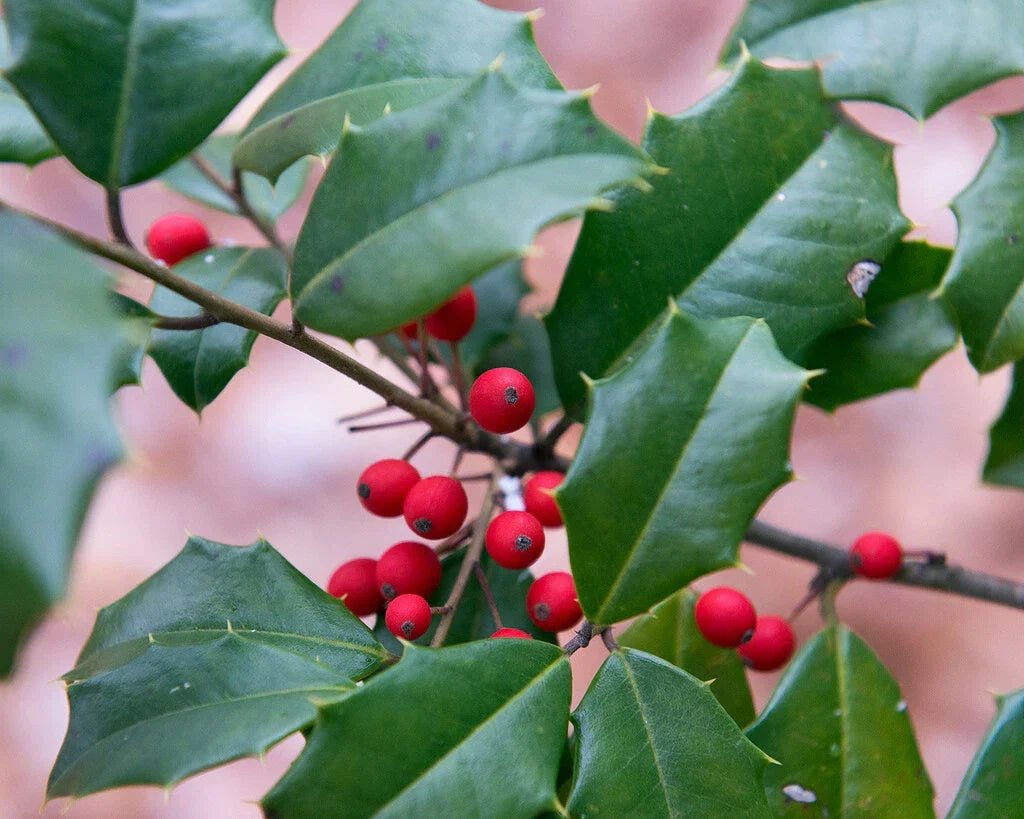 American Holly Seeds - 30 Pack Ilex opaca Southern Evergreen Tree for Landscaping & Garden Use