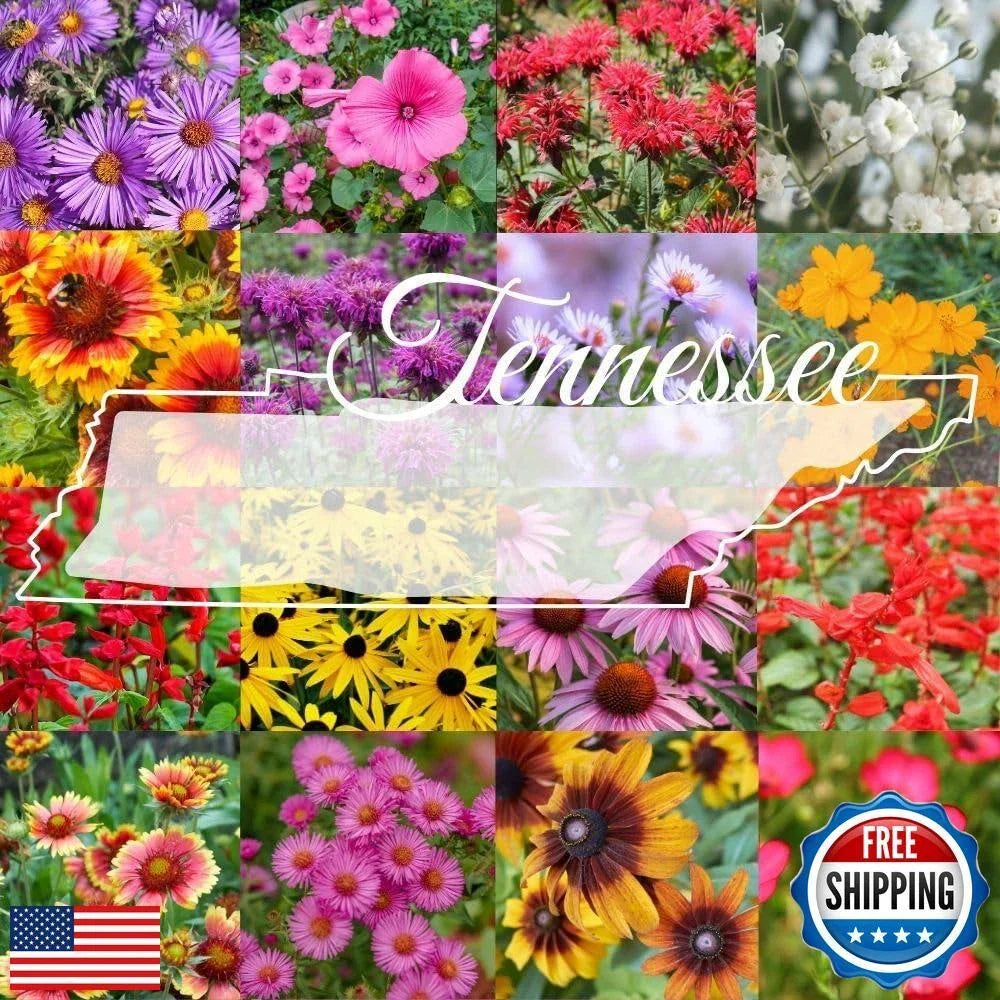 Tennessee Wildflower Seed Mix 1lb - Native Perennials for Pollinators & Birds - Covers 2,000 sq ft