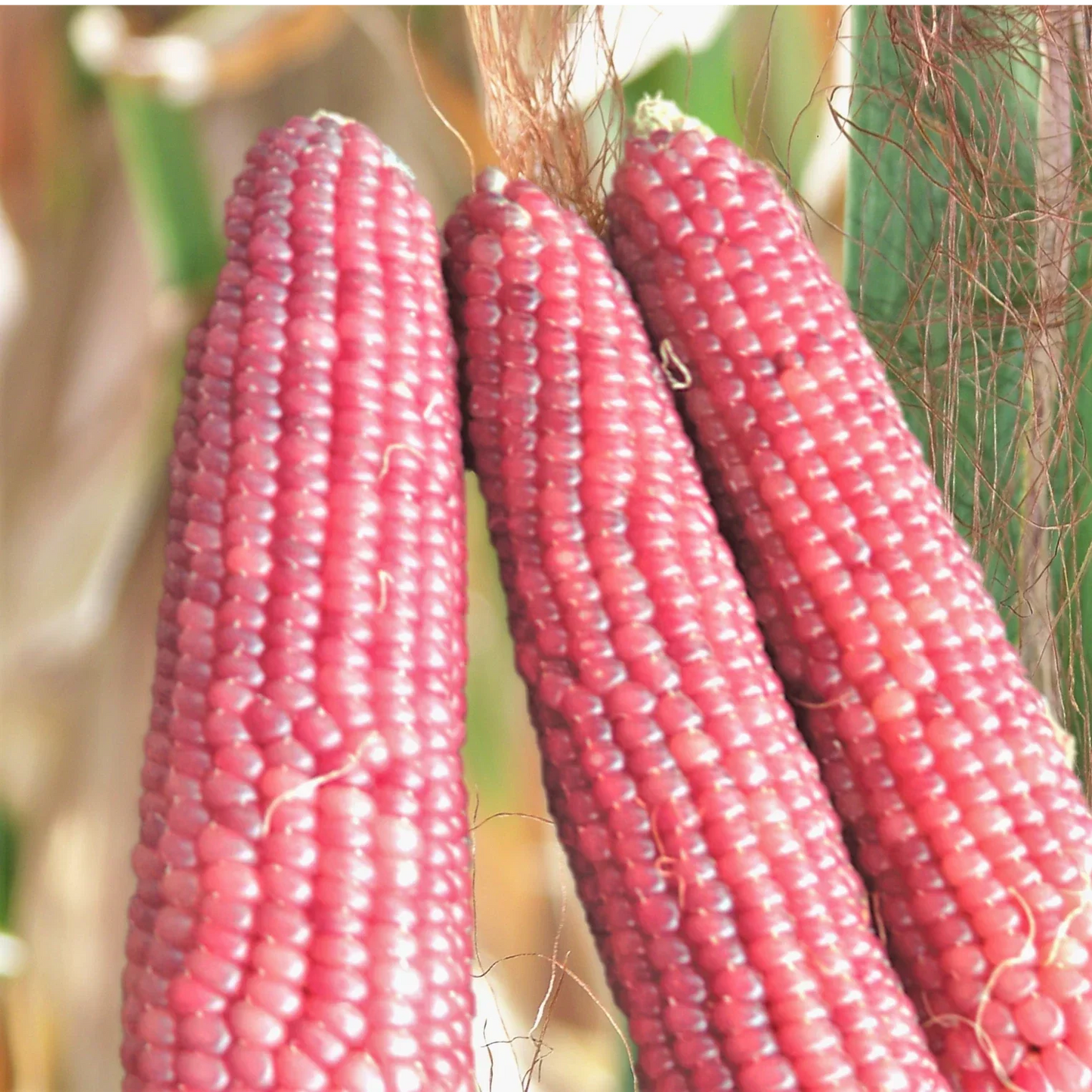 Pink Glass Gem Corn Seeds - Ornamental & Popcorn Zea mays Everta, Vibrant Pink Kernels, Non-GMO, Full Sun, 50 Seeds