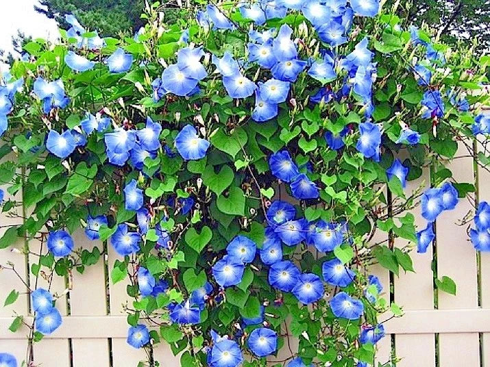 Blue Morning Glory Flower Seeds - Climbing Vine, Ipomoea purpurea, Attracts Pollinators, Vibrant Blue Blooms, Container Garden, 40+ Seeds