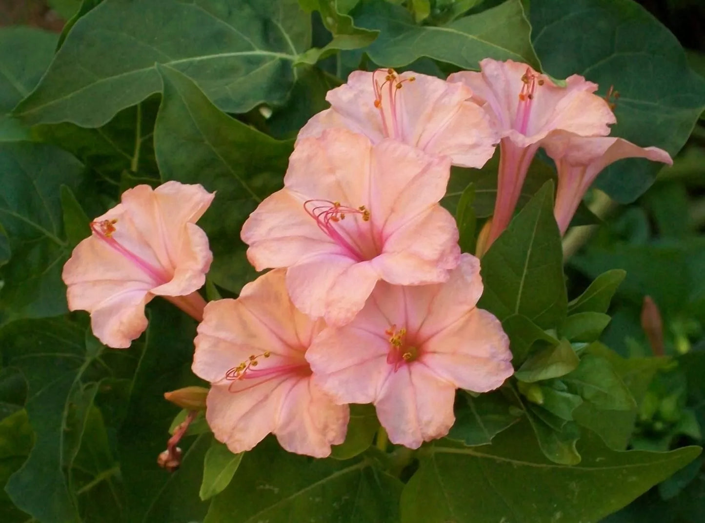 Salmon Four O'clock Flower Seeds | Perennial Mirabilis jalapa | Vibrant Blooming Plants for Garden, Borders & Containers