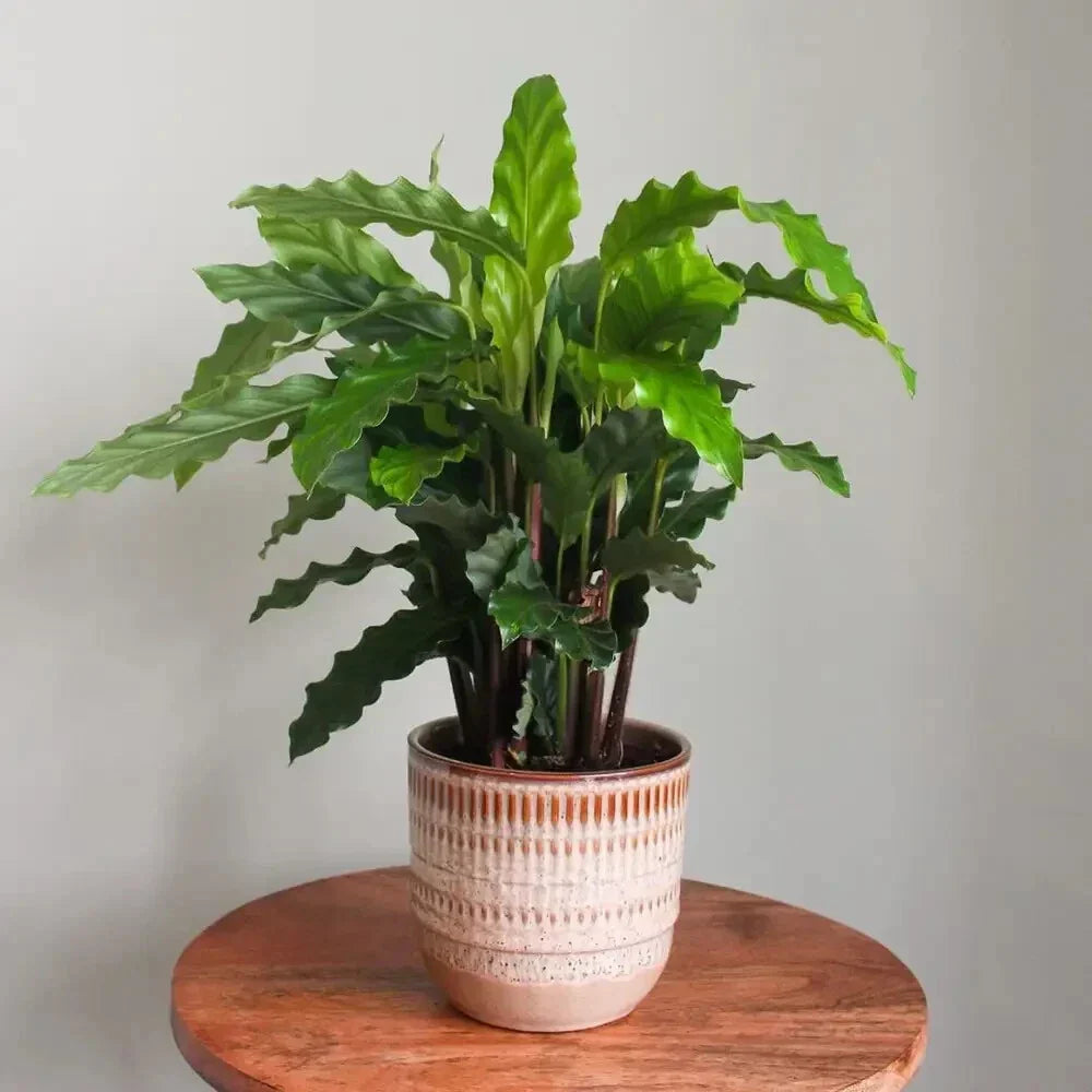 Furry Feather Calathea Seeds - 25+ Count, Calathea ornata, Indoor & Outdoor Gardening, Unique Foliage, Easy to Grow