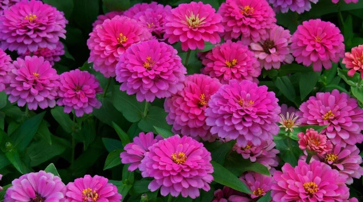 Uproar Rose Zinnia Seeds - 100+ Pack for Garden, Zinnia elegans, Vibrant Rose Blooms, Butterfly Attracting, Easy to Grow, USA Grown