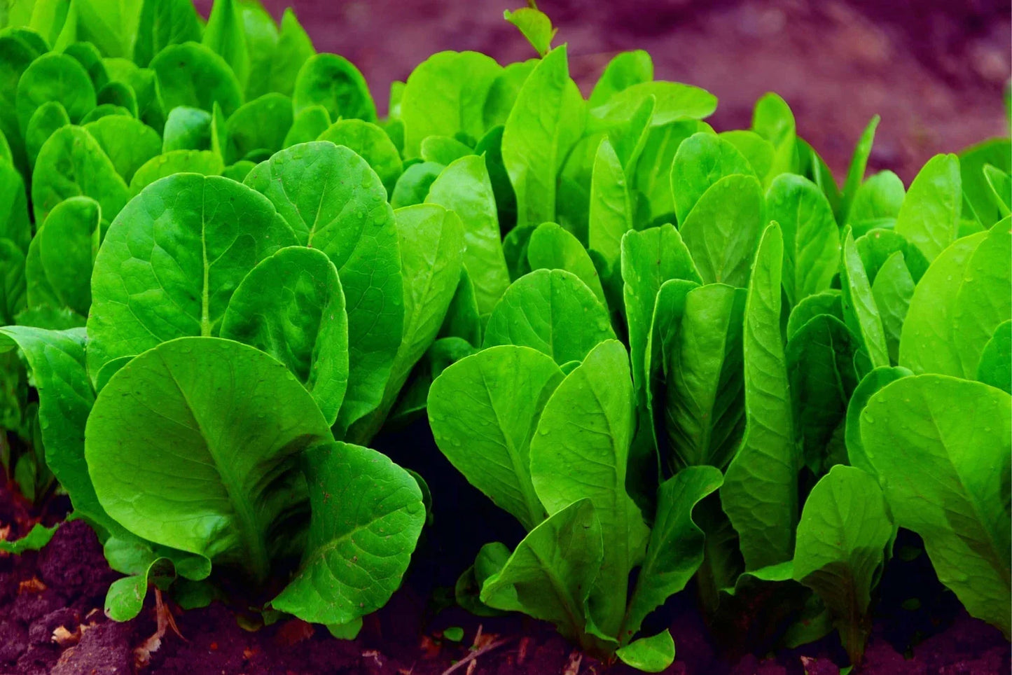 Spinach Seeds for Planting - 200+ Organic Space Hybrid Spinacia oleracea, High Yield, Non-GMO, Fast-Growing, Cold Tolerant