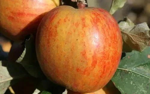 Ribston Pippin Apple Seeds - Pack of 25+ Non-GMO Fruit Tree Seeds for Organic Gardening - Malus domestica