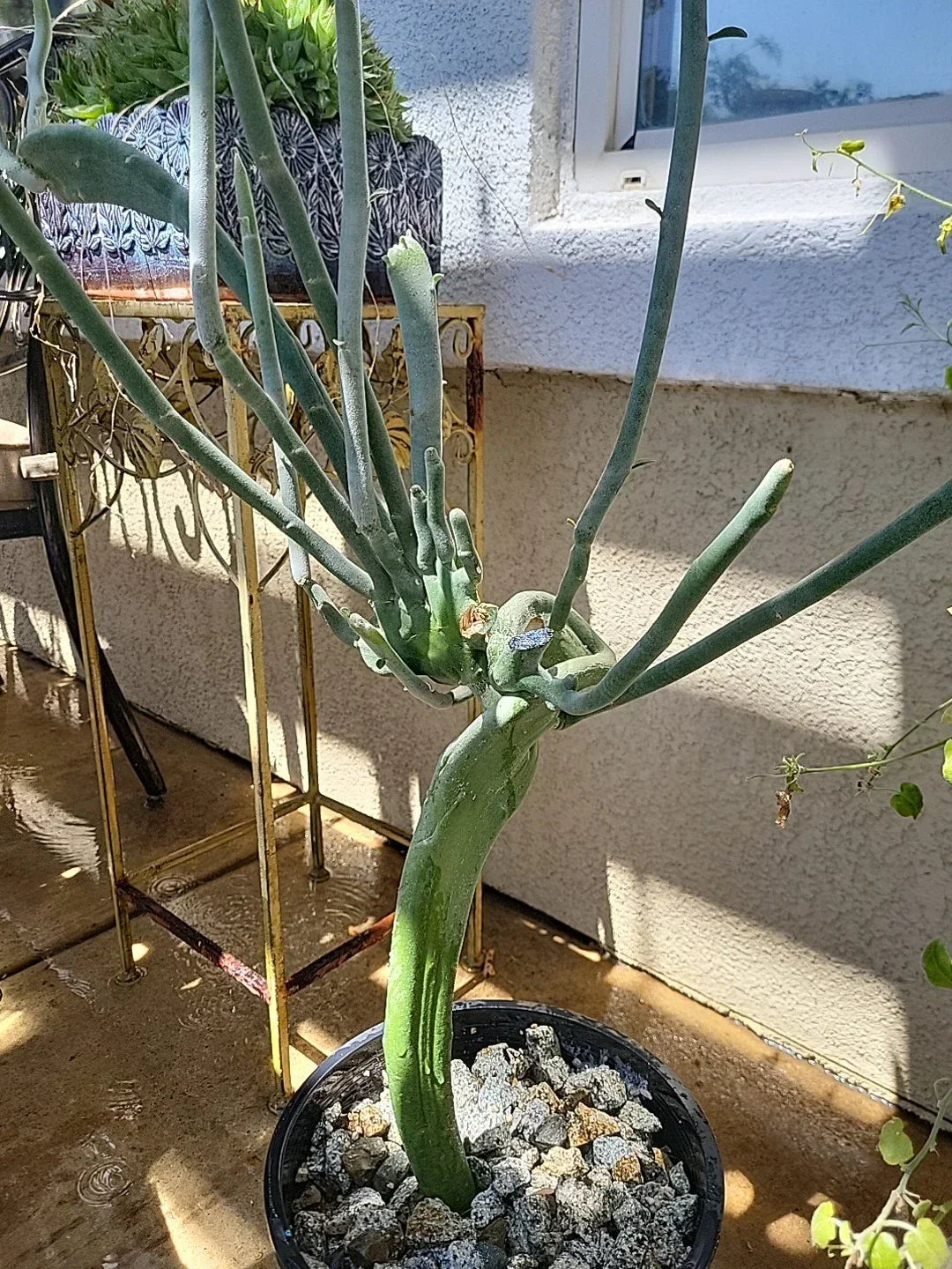 Euphorbia Tirucalli Monstrous Cutting | 6-12 Inch Unique Green Stem Succulent | Pencil Cactus | Fresh Plant for Propagation