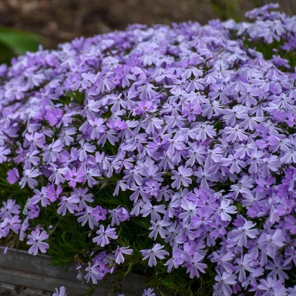 Creeping Phlox Seeds - Blue Emerald Variety - Phlox subulata Ground Cover, Border, Rock Garden Seeds - USA
