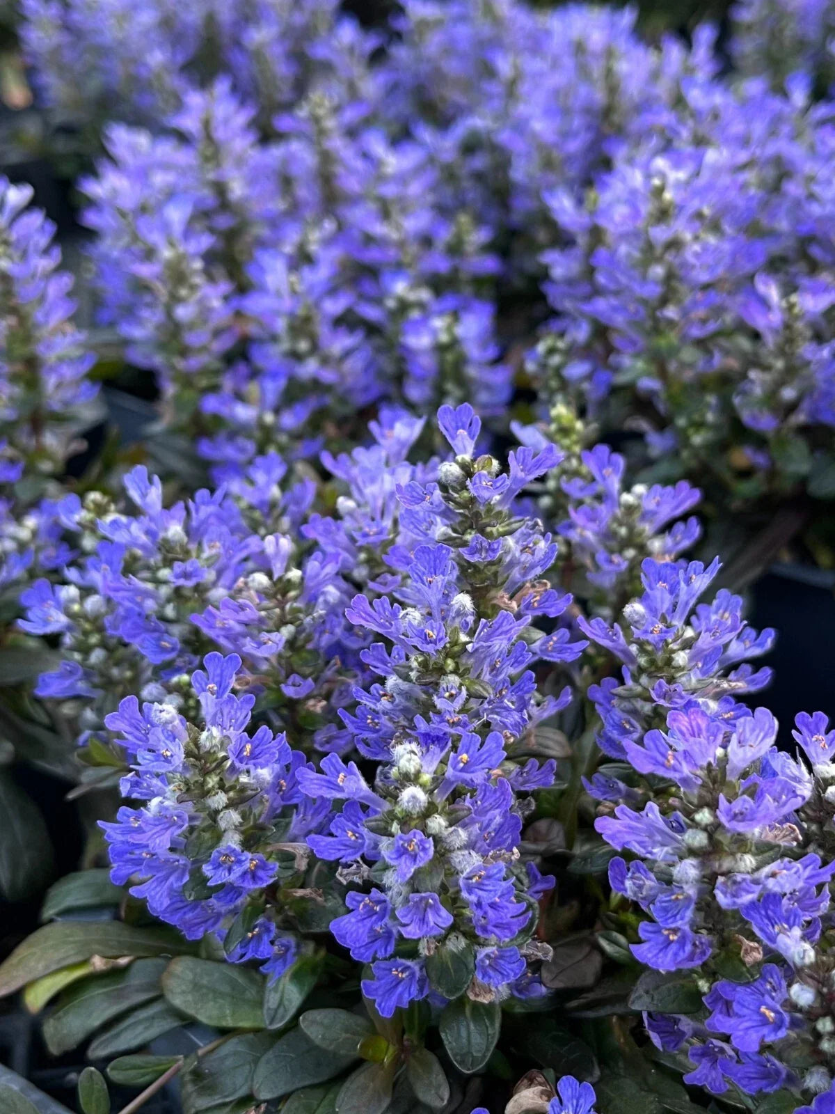 Chocolate Chip Ajuga Plant 4" Pot, Low-Maintenance Ground Cover, Evergreen, Ajuga reptans 'Chocolate Chip'
