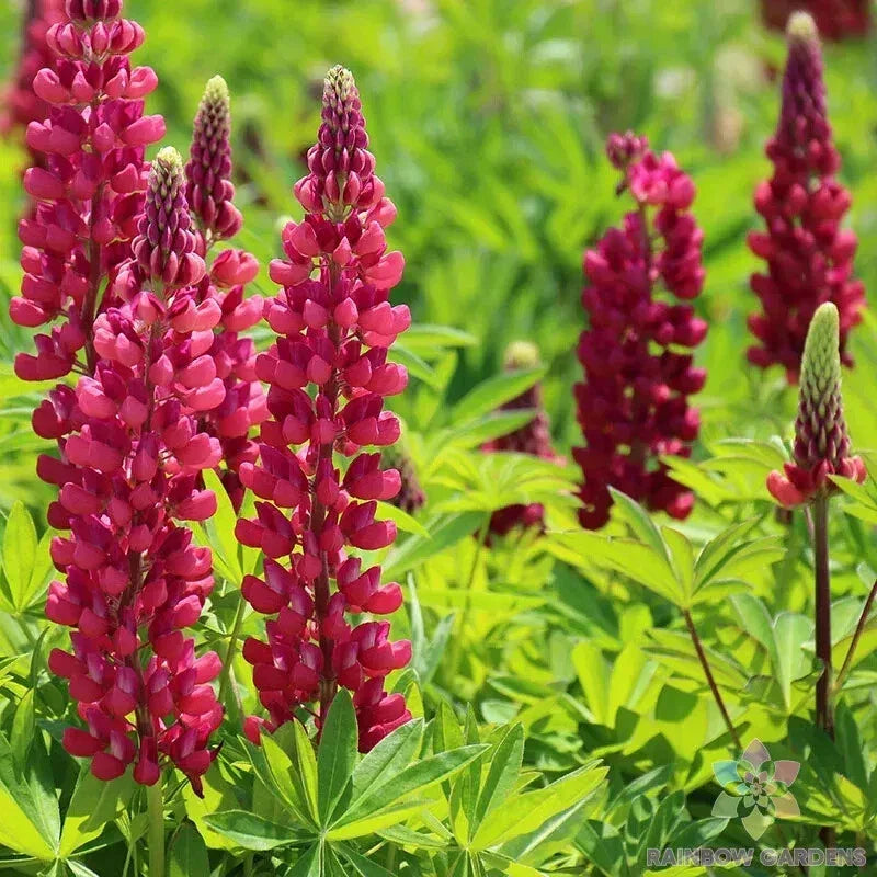Gallery Red Lupine Seeds – 25+ Pack, Lupinus polyphyllus, Vibrant Red Flowers, Attracts Pollinators, Easy to Grow, USA Grown
