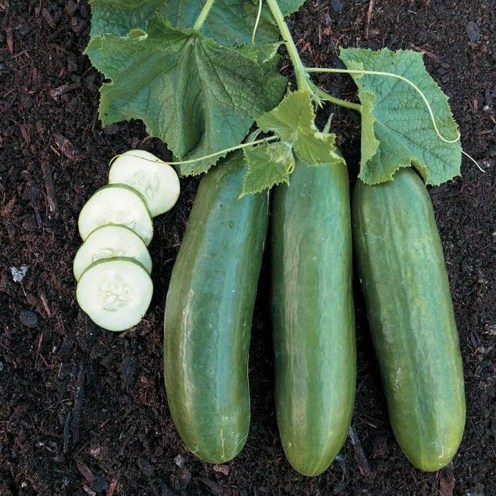 Straight Eight Cucumber Seeds – Heirloom Non-GMO Cucumis sativus for Home Garden, Salad, Pickling