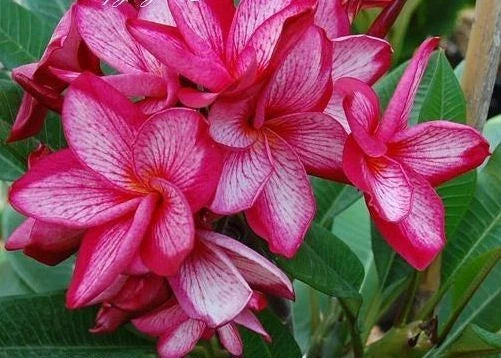 Plumeria Seeds - 5 Pink White Hawaiian Flower Lei - Tropical Perennial Flowers - Plumeria spp.