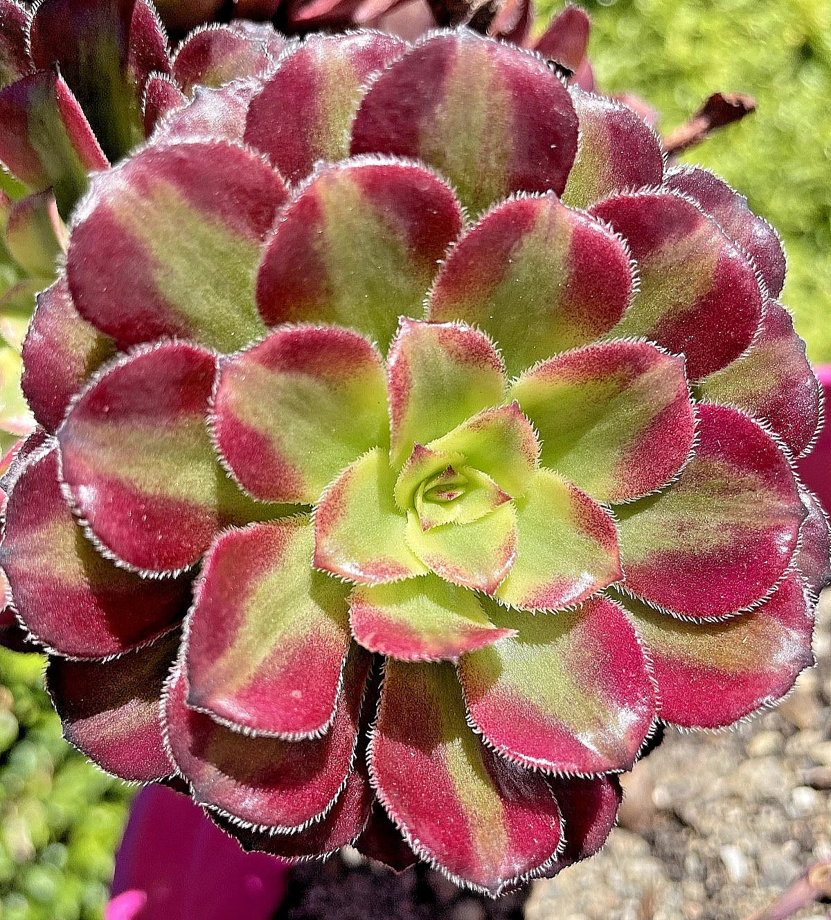 Rare Aeonium Mardi Gras Succulent Cutting 3-4" Variegated Live Plant, Crassulaceae, Colorful Rosette, Drought-Tolerant, Indoor & Outdoor