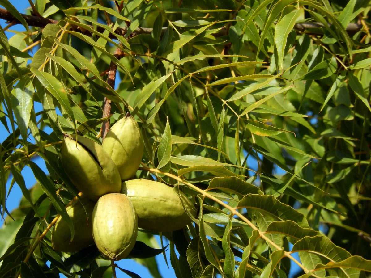 Pecan Tree Live Plant Set of 2, 18+ Inch Bare Root, Carya illinoinensis, Nut-Producing Trees for Garden