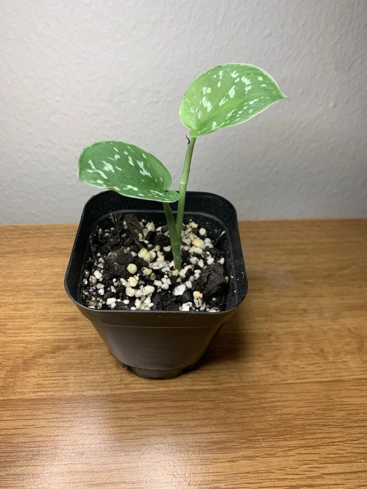 Satin Pothos Plant in 2-Inch Pot | Fully Rooted Epipremnum aureum 'Satin' with Silver Variegation