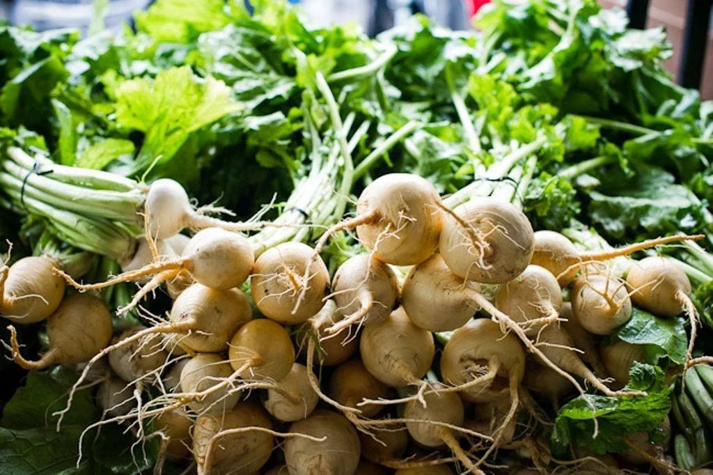 White Albino Beet Seeds, Holland Heirloom, NON-GMO, Organic Vegetable Seeds, Beta vulgaris, Edible Roots