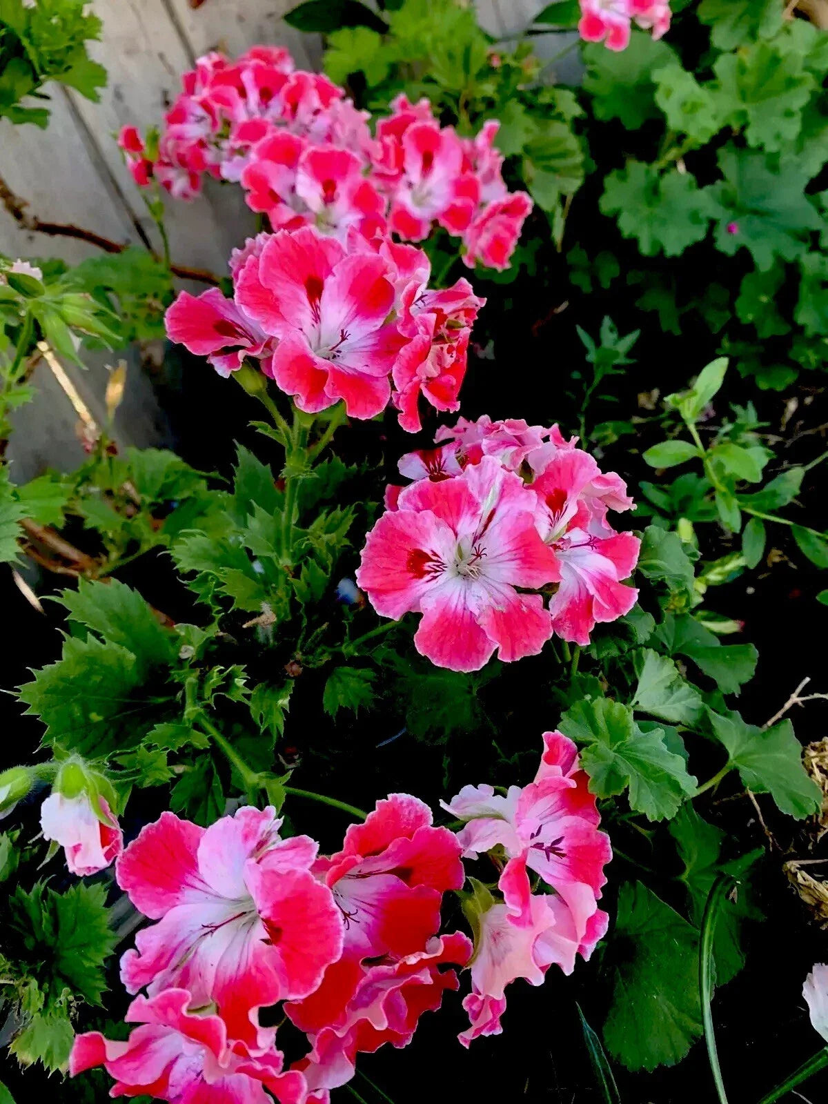 Geranium Live Plant in 3-Inch Pot | Reddish Pink & Maroon Perennial Pelargonium