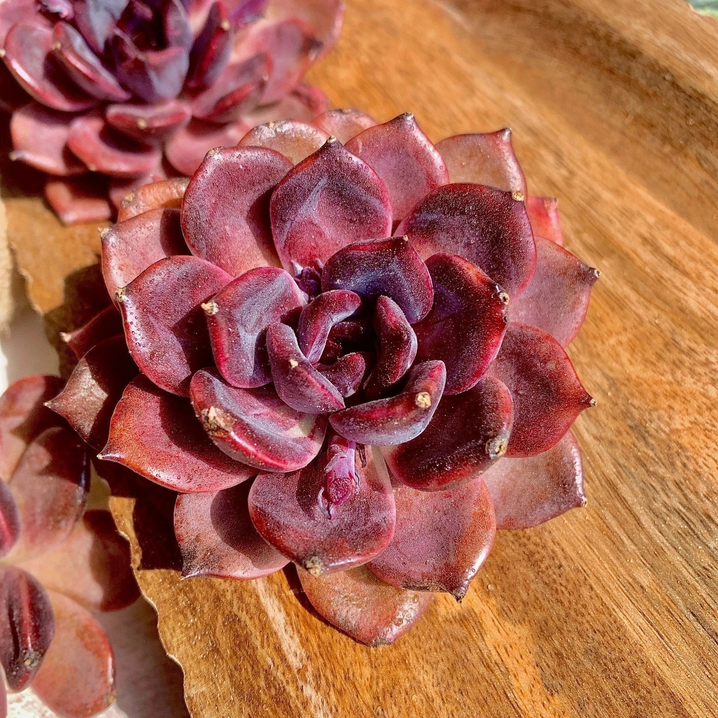 Echeveria Black Mamba Succulent Plant - Rare Bare Root Live Indoor Garden Plant - Dark Rosette Succulent