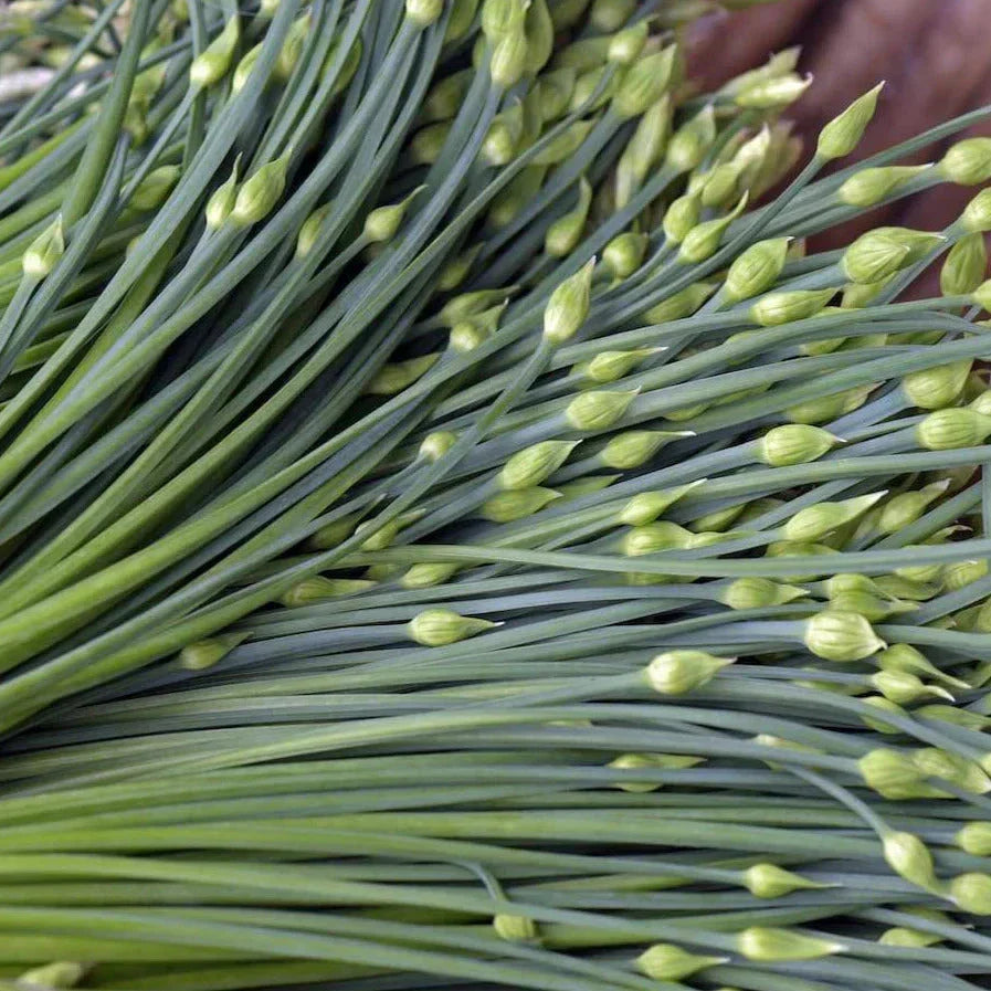 Chinese Garlic Chives Seeds - Dah Yeh Broad Leaf Jiuchai - Allium tuberosum - Herbaceous Perennial for Culinary Use