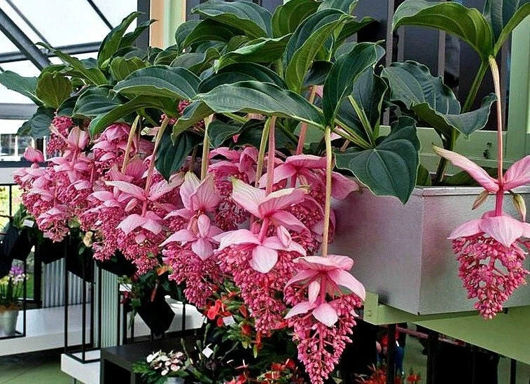 Royal Chandelier Medinilla Plant - Live Well-Rooted Starter in Pot - Rare Tropical Houseplant Medinilla magnifica