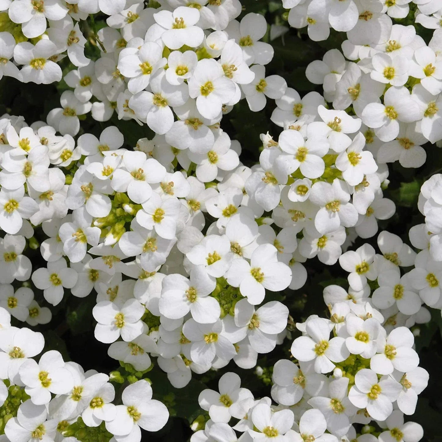 Rock Cress Seeds - 1000+ Non-GMO Arabis caucasica White Flower Perennial for Rock Gardens & Ground Cover