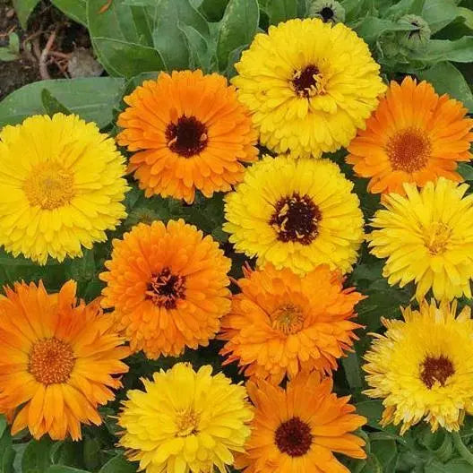 Calendula Seeds | 100 Count | Pacific Beauty Mix Edible Heirloom Flowers | Calendula officinalis
