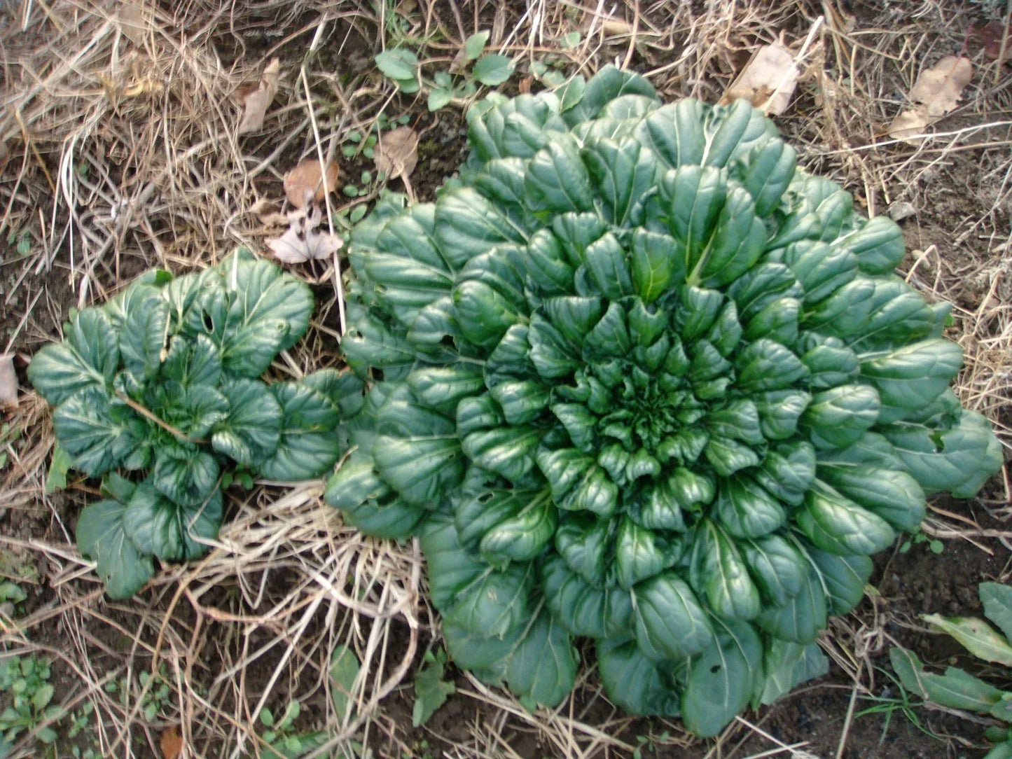 Tah Tsai Cabbage Seeds Pack of 100 | Brassica rapa var. narinosa | Easy to Grow, Vitamin-Rich, Compact Annual Vegetable