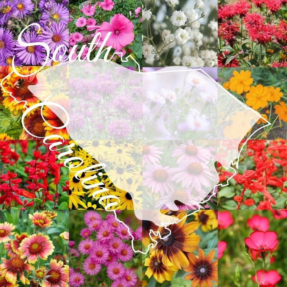 Wildflower Seed Mix 1/4 lb Bulk South Carolina Native Wildflowers for Landscaping, Covers 2000 sq ft