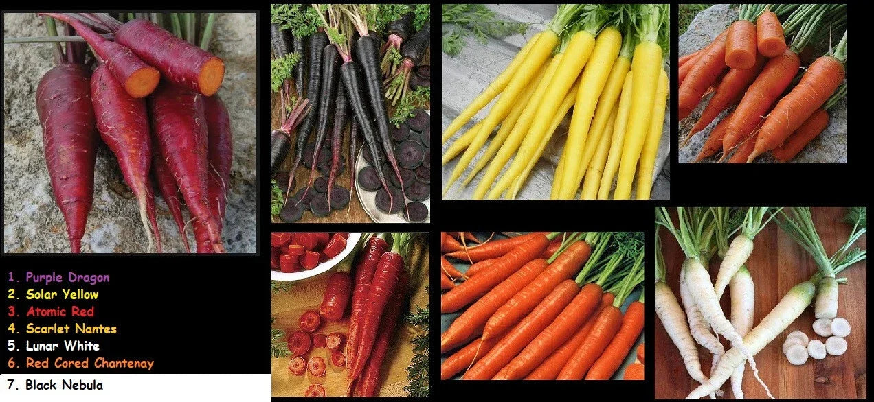 Carrot Seeds Combo Pack – Non-GMO Heirloom Varieties including Atomic Red Core, Chantentay, Purple Dragon, Solar Yellow Nantes