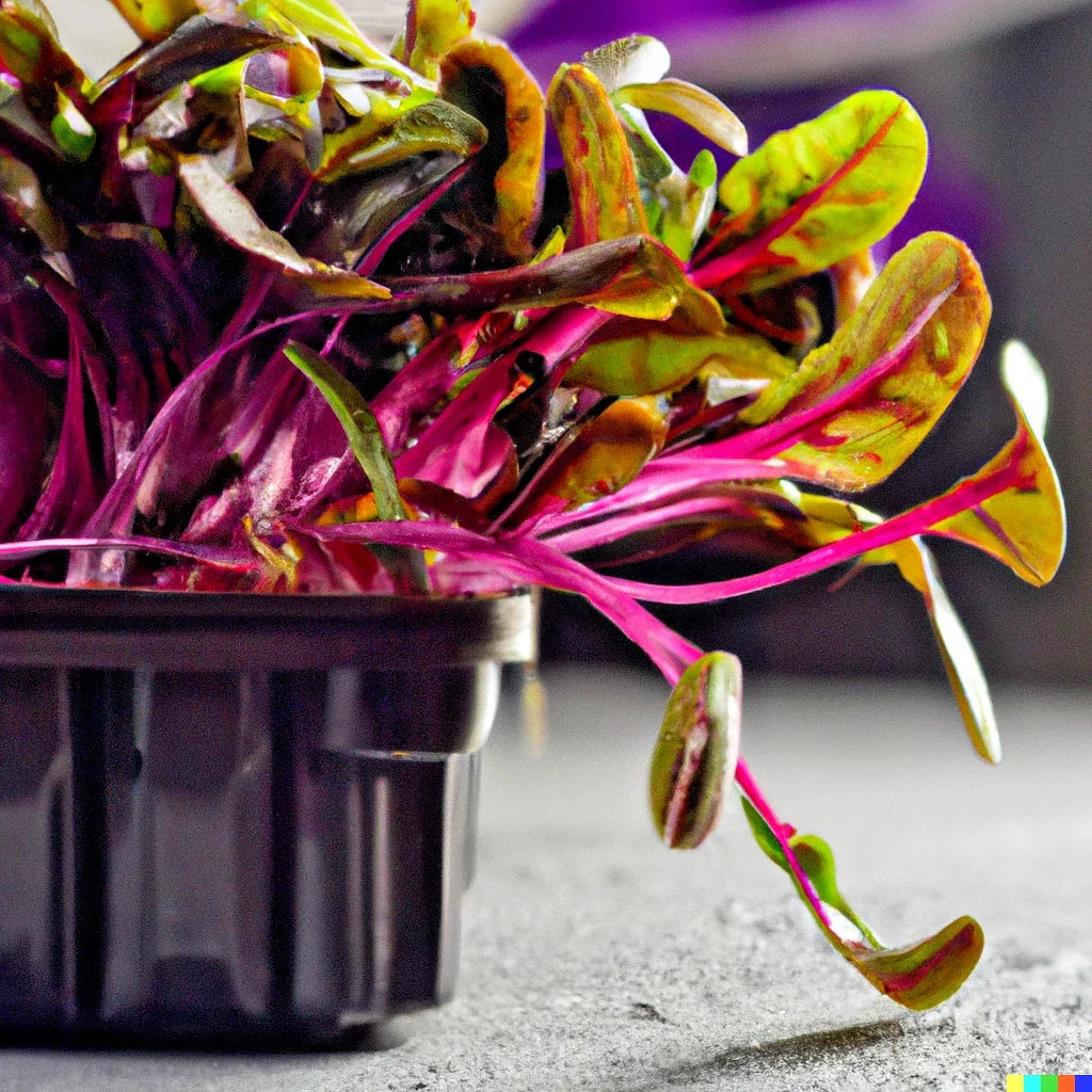 Bulk Swiss Chard Seeds - Magenta Sunset Variety for Microgreens & Gardening Beta vulgaris