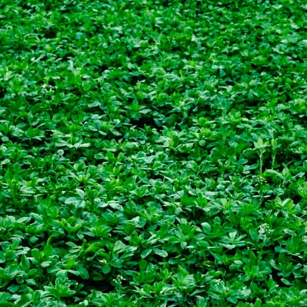Alfalfa Cover Crop Seeds | Non-GMO, Heirloom, Medicago sativa | Soil Enriching, Eco-Friendly Garden Seeds