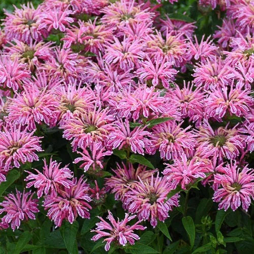 Pink Bee Balm Seeds - 100 Count - Hummingbird & Pollinator Flower Seeds - Monarda didyma - Perennial Garden Plants