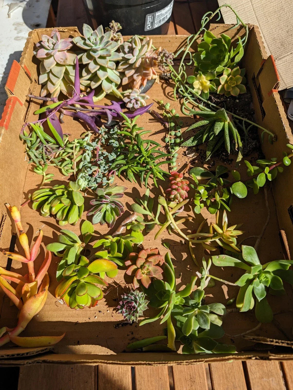 Assorted Succulent Cuttings - 35 Pieces with 50+ Varieties for Propagation, Terrariums & Arrangements | Healthy, Vibrant Succulents
