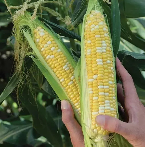 Peaches and Cream Sweet Corn Seeds – Organic Heirloom Non-GMO Zea mays, 500+ Seeds for Home Garden, Fresh Eating & Canning