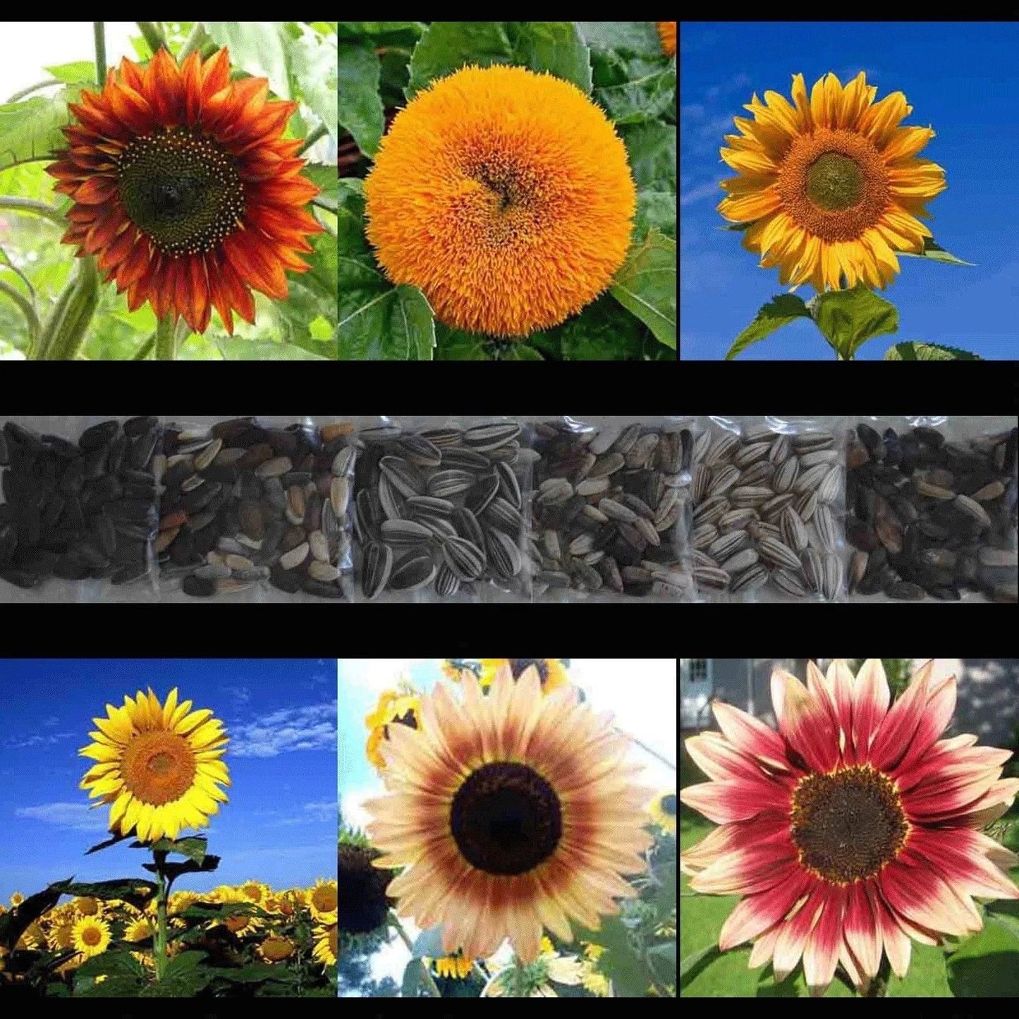Sunflower Seed Mix - 150+ Rare Helianthus annuus Seeds with Giant Varieties & Colorful Blooms for Garden & Landscape