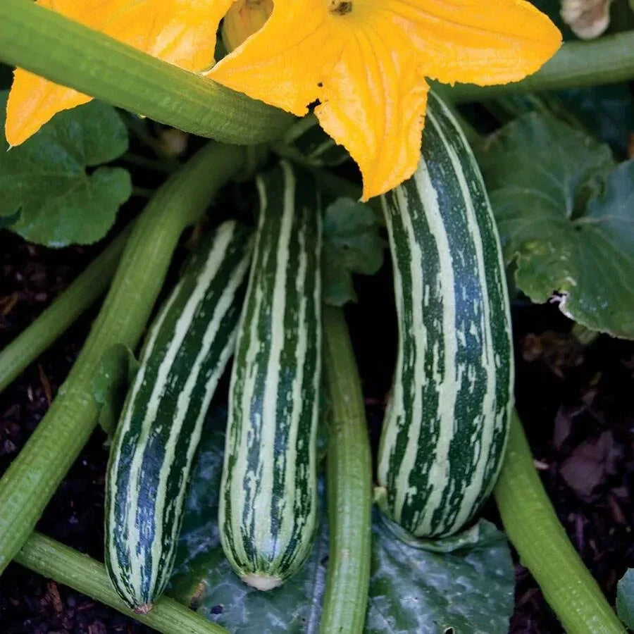 Cocozelle Zucchini Seeds Pack of 25+ | Striped Heirloom Cucurbita pepo Vegetable Seeds for Gardening