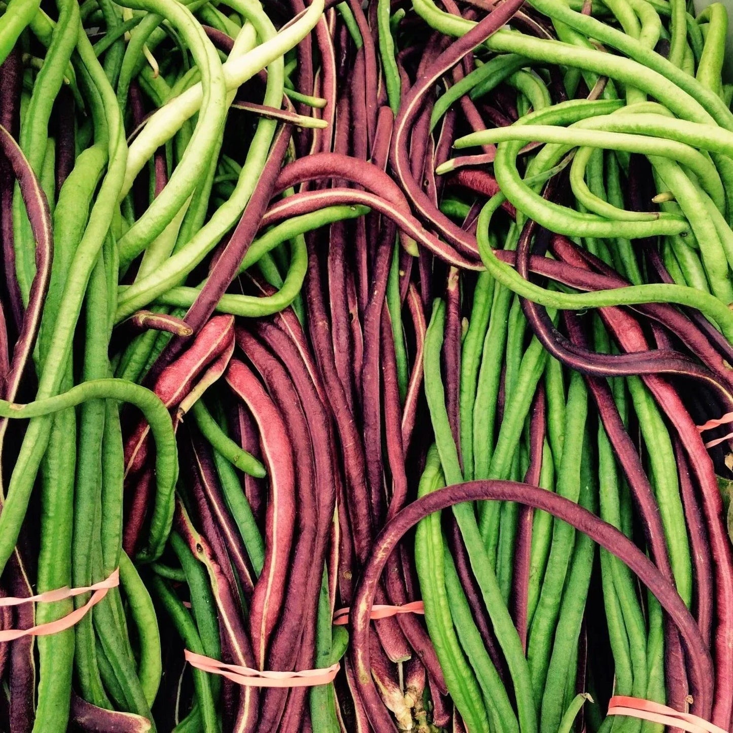 Yard Long Bean Seeds - 2 Color Mix Red & Green - Vigna unguiculata subsp. sesquipedalis Vegetable Seeds for Vertical Gardening