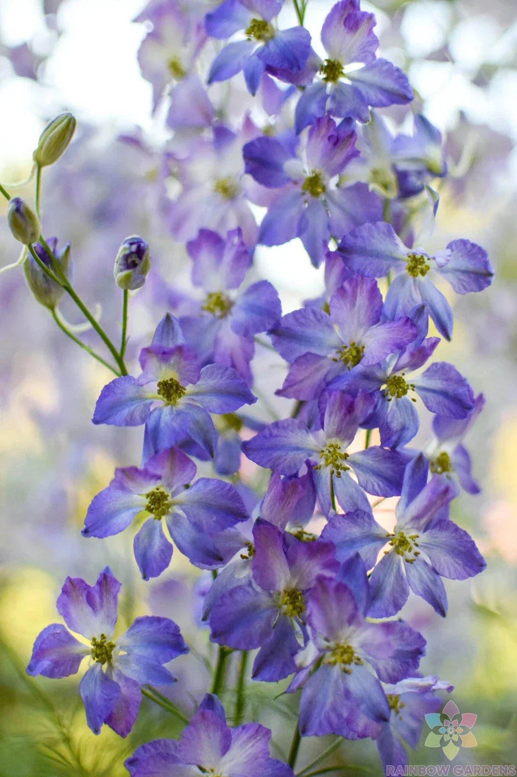 Frosted Skies Delphinium Seeds - 200+ Pack for Garden Planting - Blue & Lavender Flowers - Delphinium elatum - Non-GMO, Easy to Grow