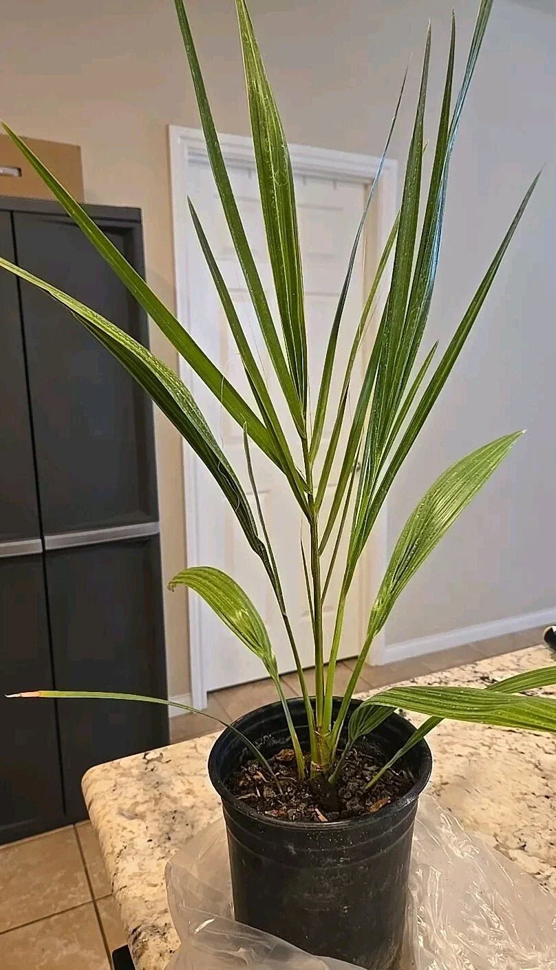 7" Potted Medjool Date Palm Tree Phoenix Dactylifera, Indoor Outdoor Tropical Plant, 38+ Inches Tall